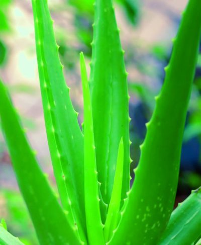Zoofarmacognosis aplicada