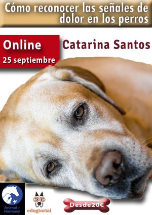 Cómo reconocerl as señales de dolor en perros. Catarina Santos