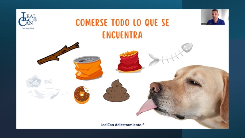 Webinario «El paseo ideal con tu perro» - Imagen 2