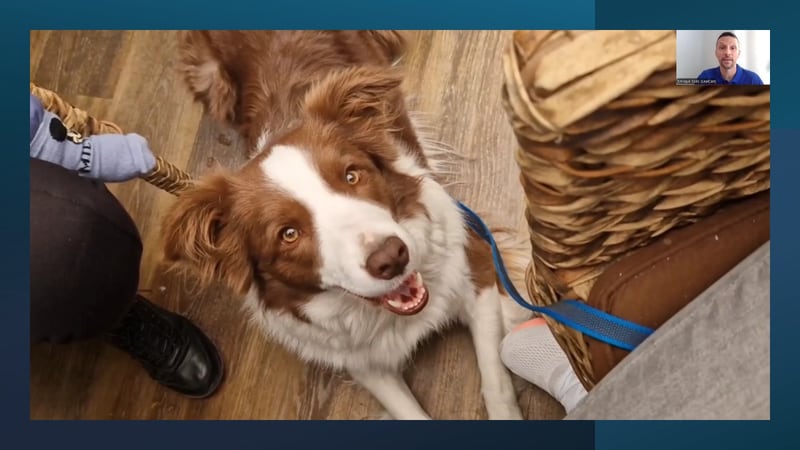 Webinario «El paseo ideal con tu perro» - Imagen 6