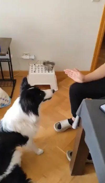 Perros de asistencia