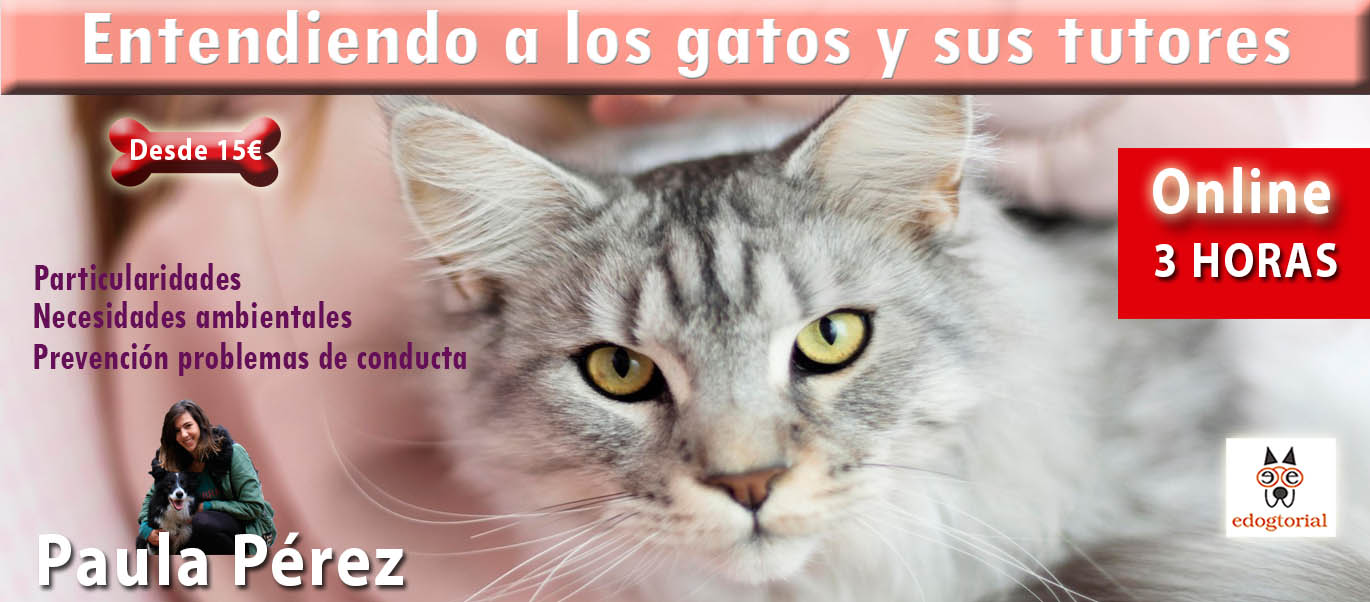 Entendiendo a los gatos y a sus tutores